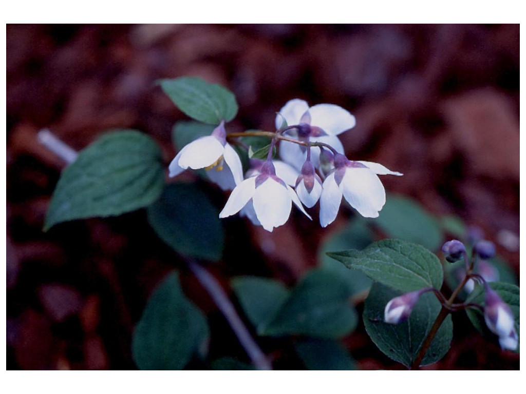 PHILADELPHUS DELAVAYI var.CALVESCENS