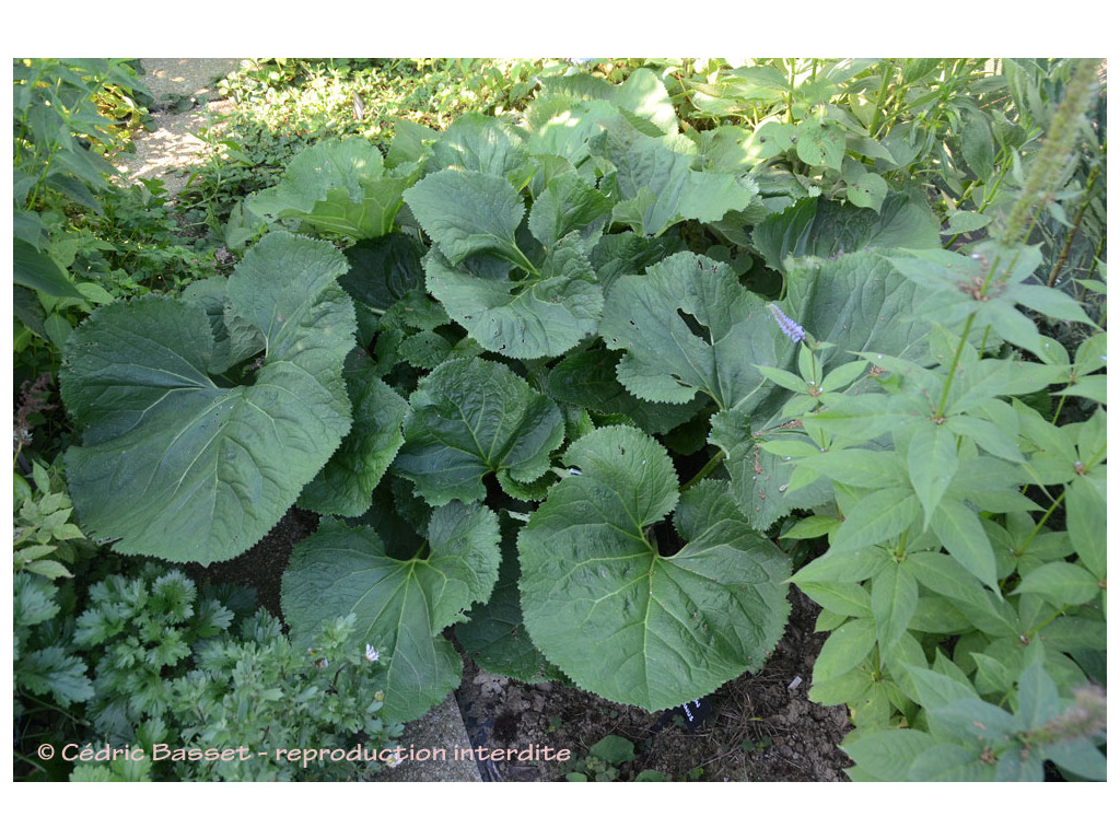 LIGULARIA FISCHERI var.MEGALORHIZA BSWJ1158