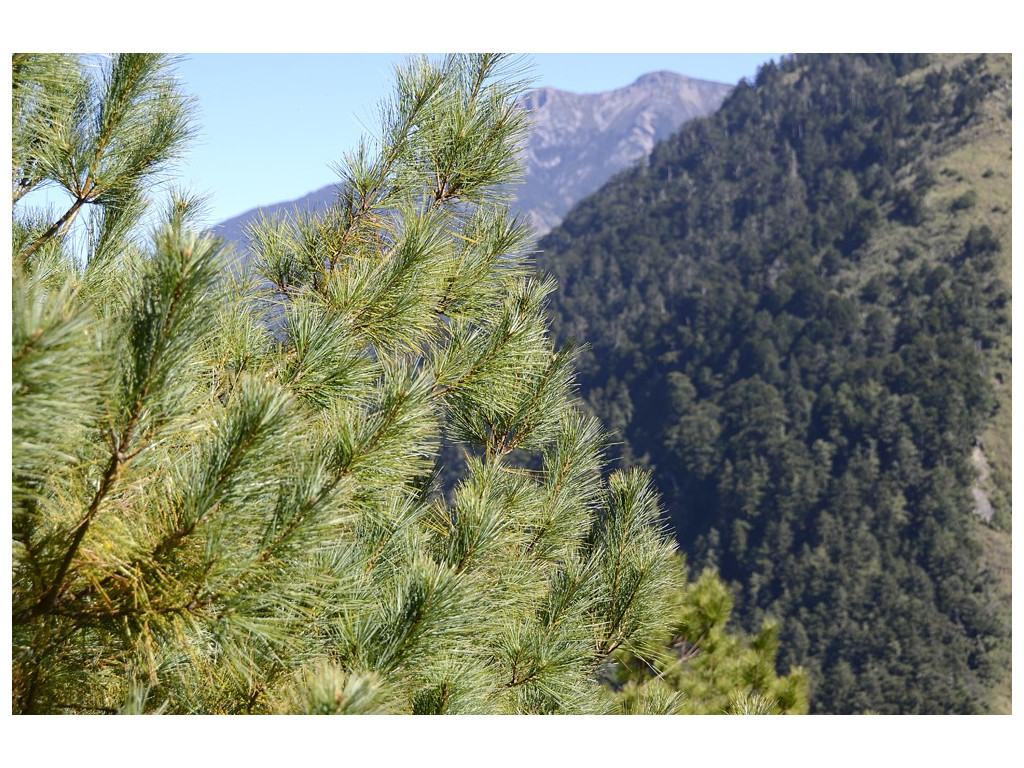 PINUS ARMANDII