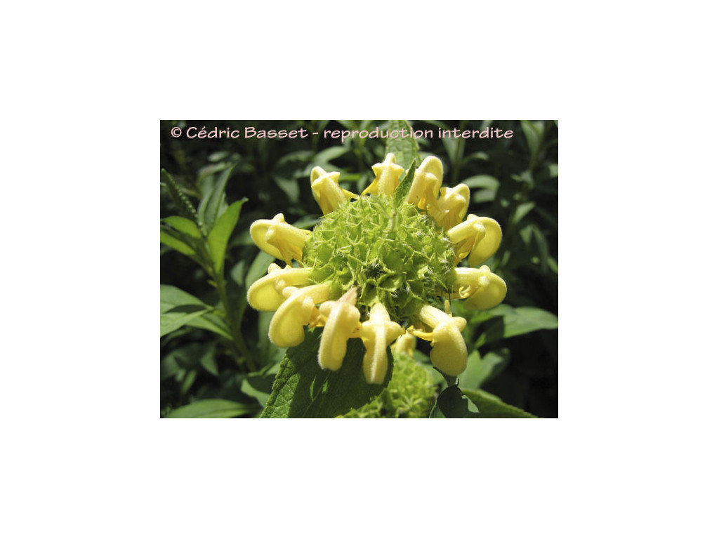 PHLOMIS BOURGAEI PHLOMIS BOURGAEI