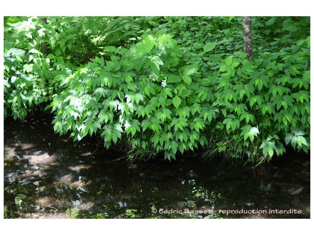 ELATOSTEMA UMBELLATUM CBMR2301