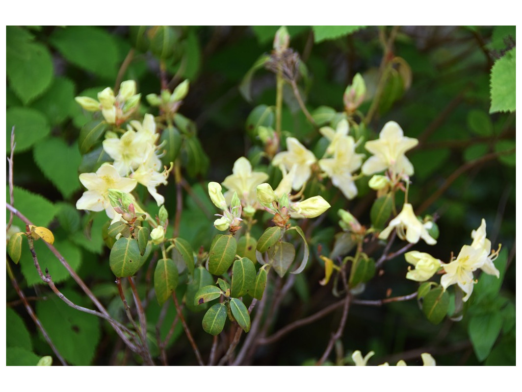 RHODODENDRON TRIFLORUM