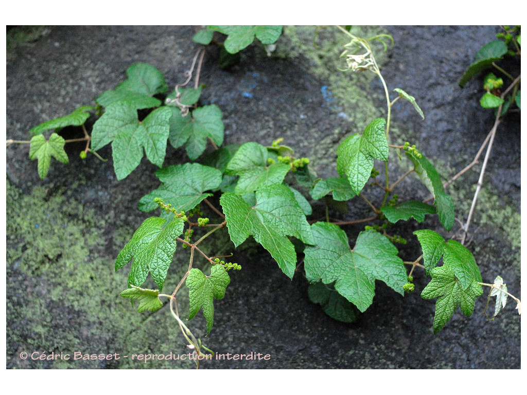 VITIS THUNBERGII JP7741
