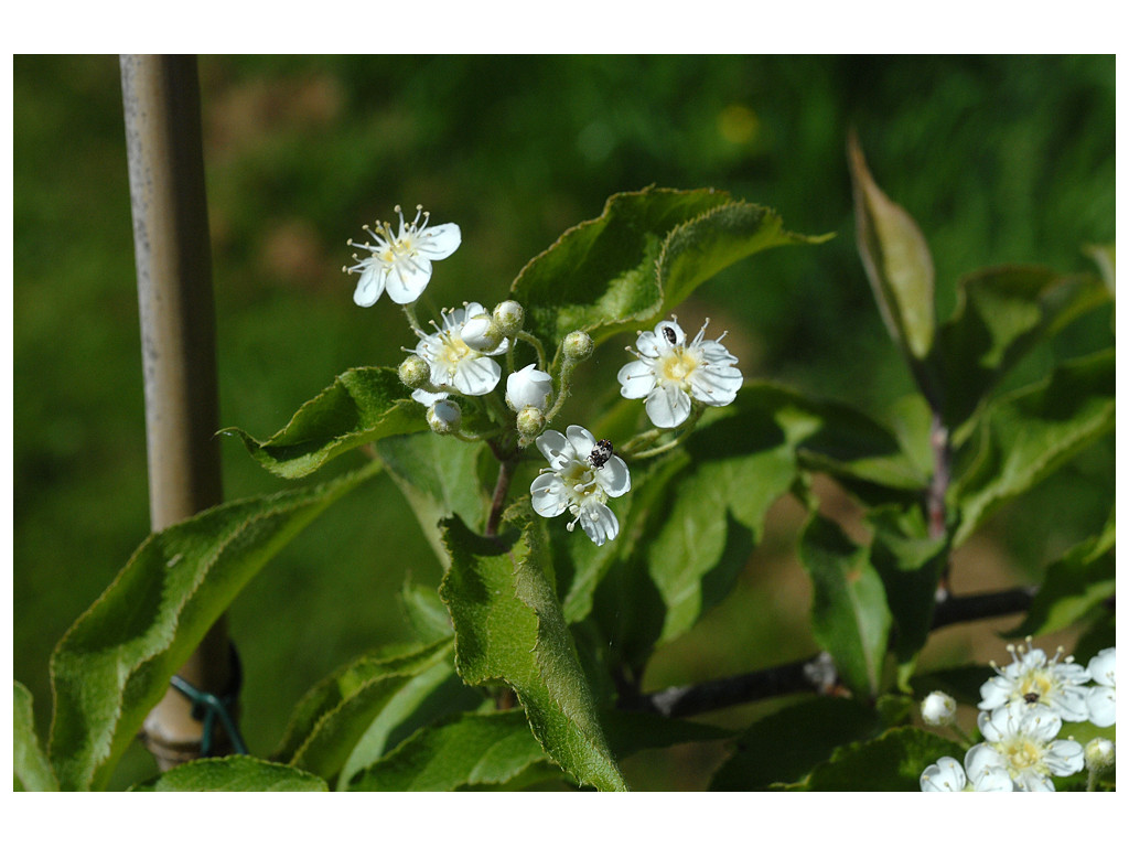 PHOTINIA VILLOSA var.COREANA