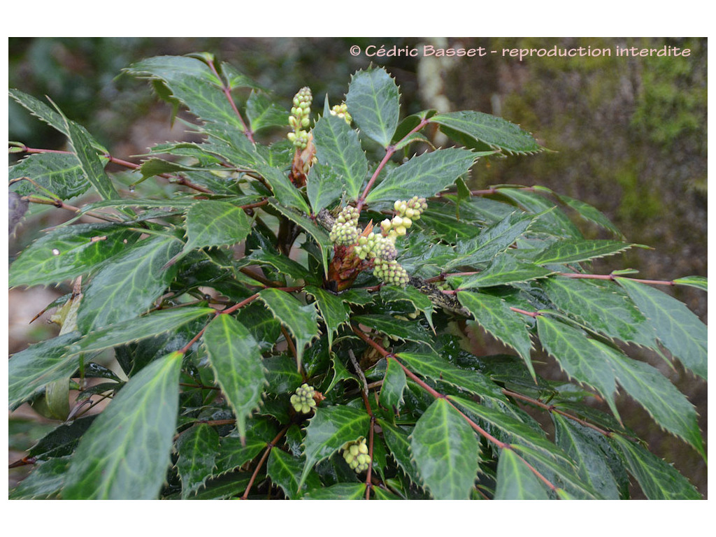 MAHONIA POLYODONTA var.KINGDON-WARDIANA