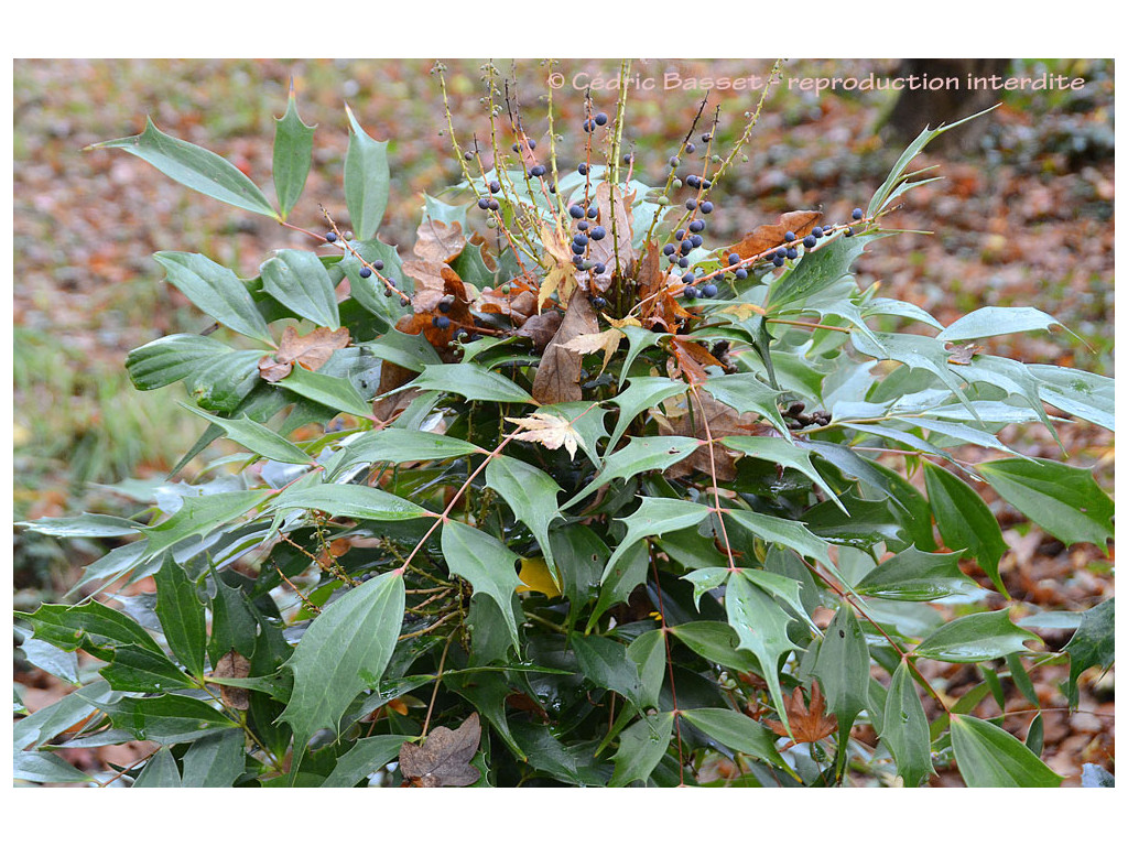 MAHONIA x EMEIENSIS Ogisu 94057