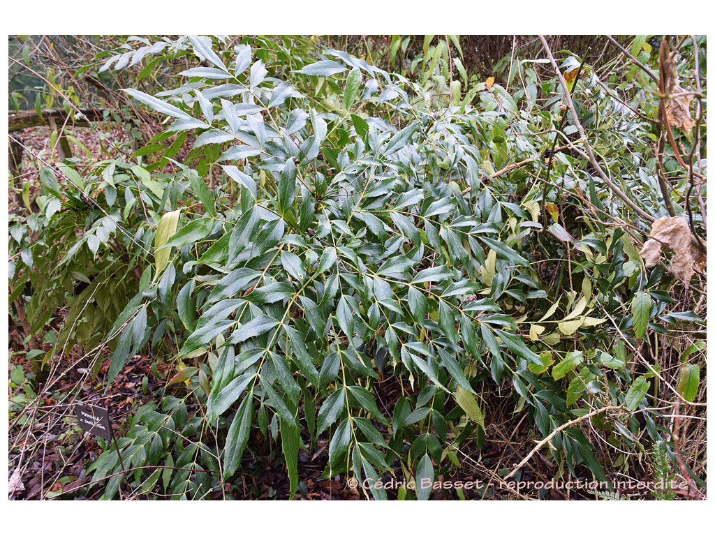 MAHONIA x SAVILLIANA