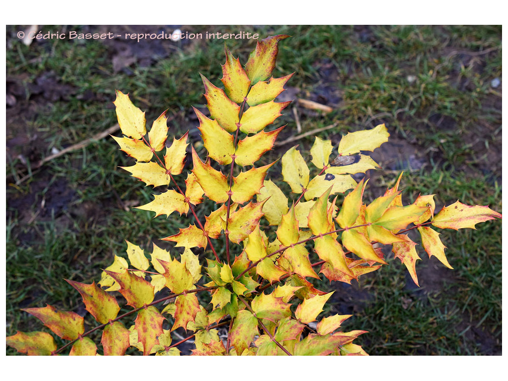 MAHONIA JAPONICA 'GOLD DUST'