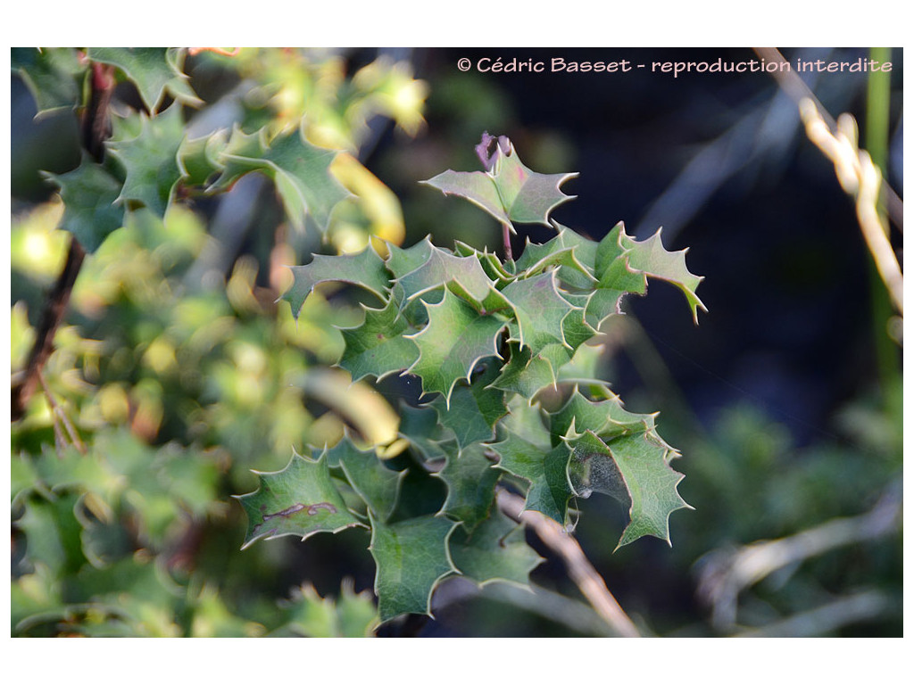 MAHONIA TRIFOLIA