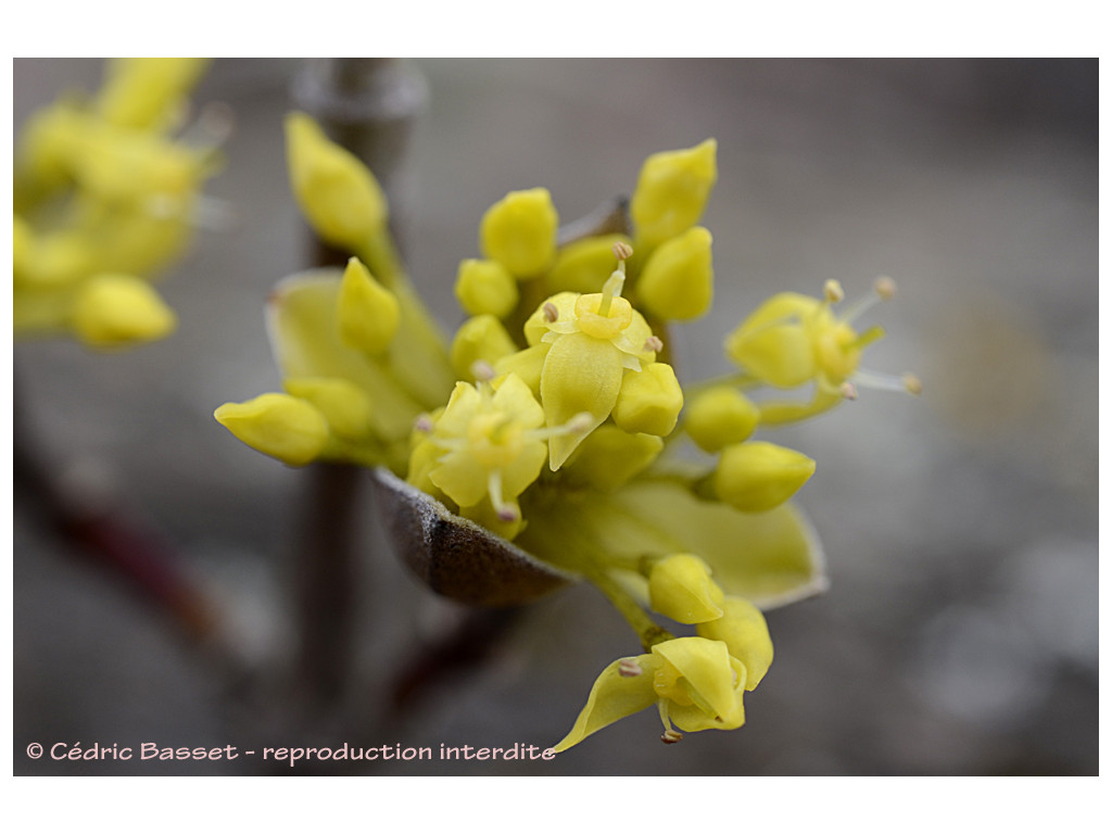 CORNUS OFFICINALIS