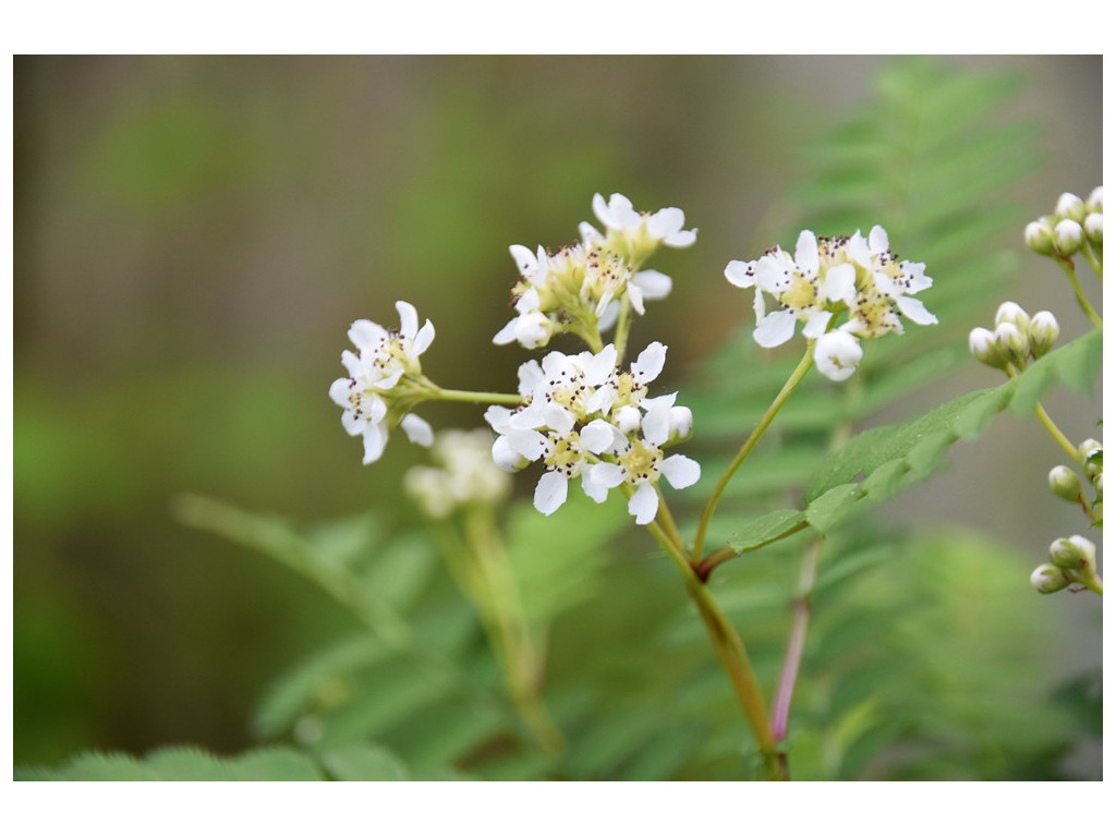 SORBUS FRUTESCENS SORBUS FRUTESCENS