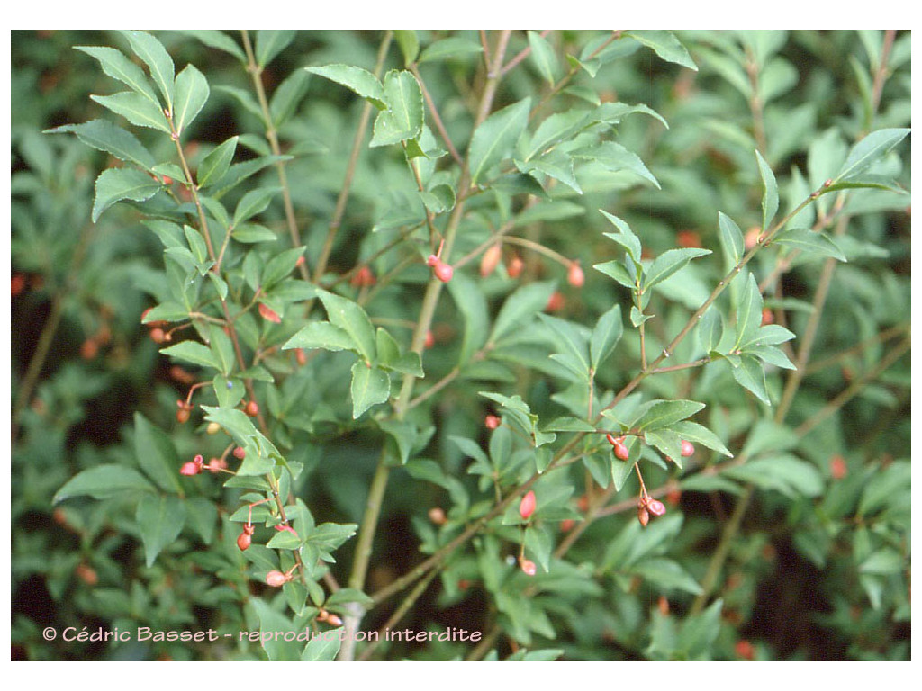 EUONYMUS ALATUS f.CILIATODENTATUS