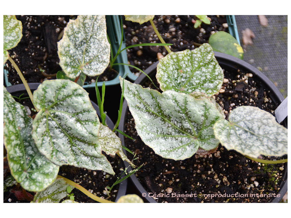 BEGONIA FORMOSANA f.ALBOMACULATA