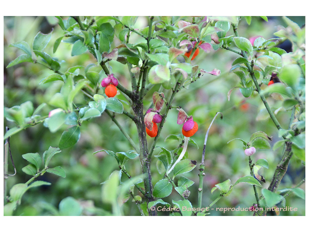 EUONYMUS ALATUS f.CILIATODENTATUS
