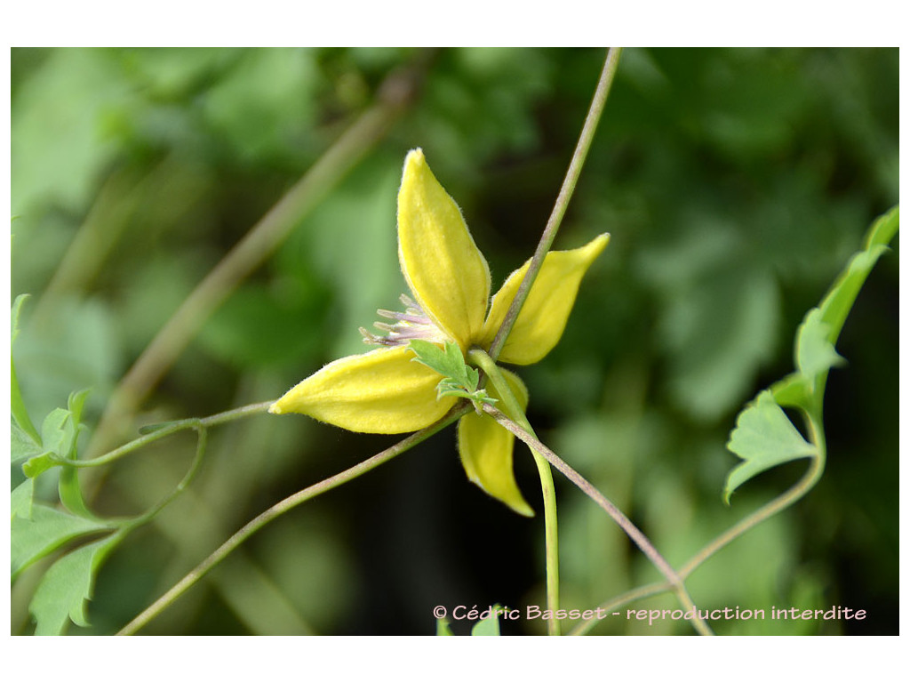 CLEMATIS TIBETANA subsp.VERNAYI NP6262