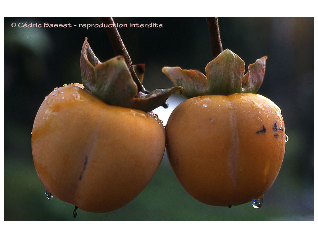 DIOSPYROS KAKI 'PENDULA'