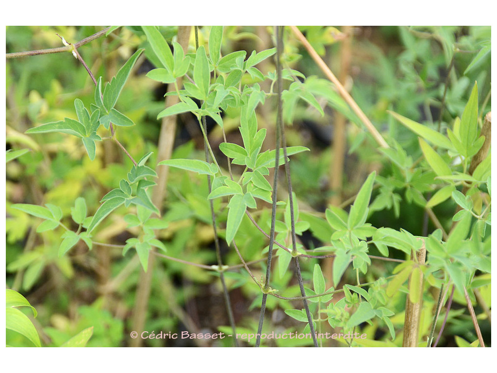 CLEMATIS aff.TENUIFOLIA