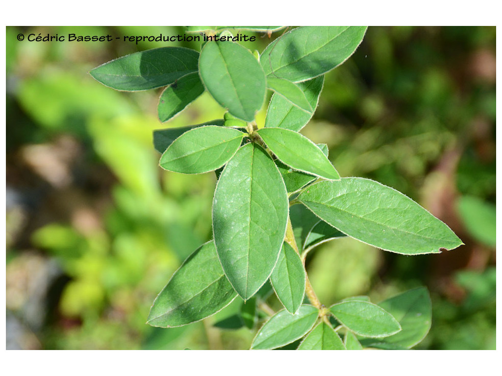 COTONEASTER 7369