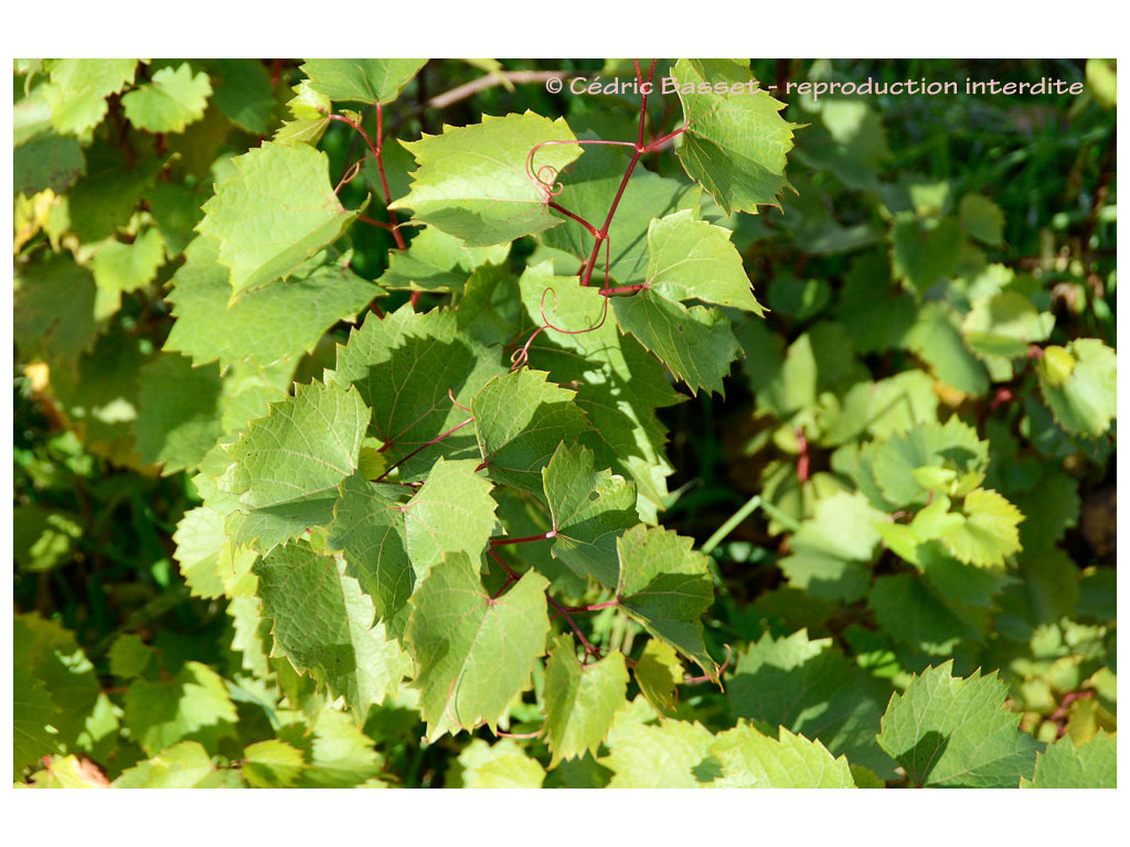 VITIS CINEREA var.HELLERI