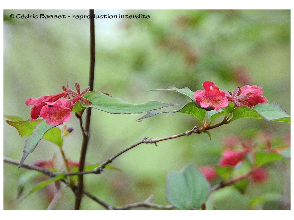 ABELIA SERRATA var.SANGUINEA CBMR2246