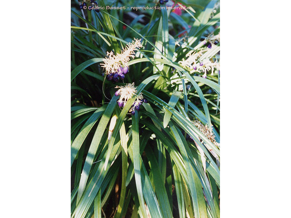 OPHIOPOGON PLANISCAPUS