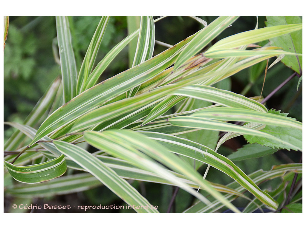 HAKONECHLOA MACRA 'ALBOSTRIATA' HAKONECHLOA MACRA 'ALBOSTRIATA'