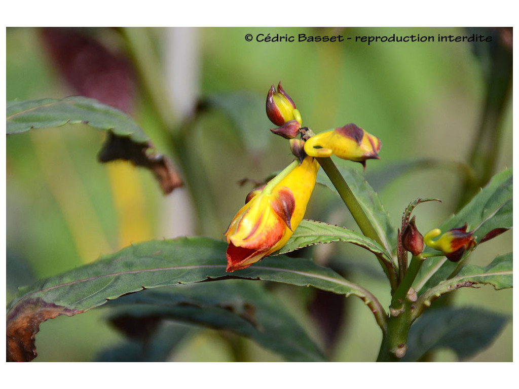 IMPATIENS APALOPHYLLA