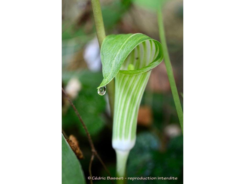 ARISAEMA AMURENSE 'SPLITTER SPLATTER'