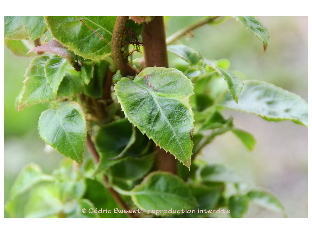 HYDRANGEA ANOMALA 'GOLDEN TOUCH'