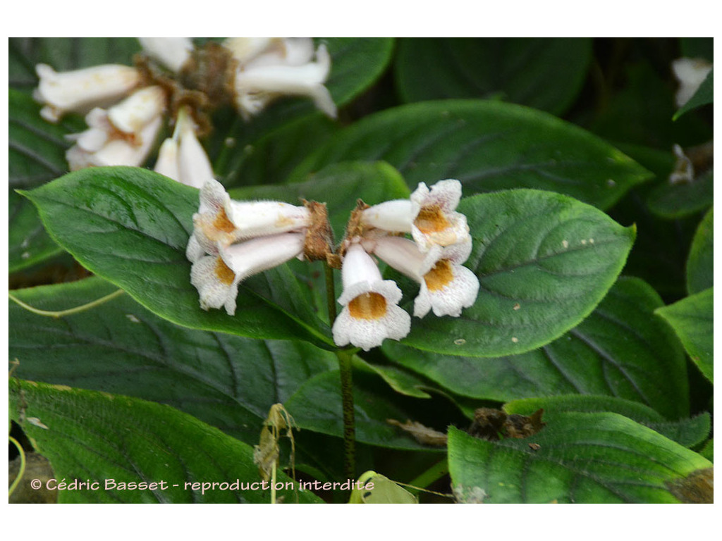HEMIBOEA SUBACAULIS var.JIANGXIENSIS