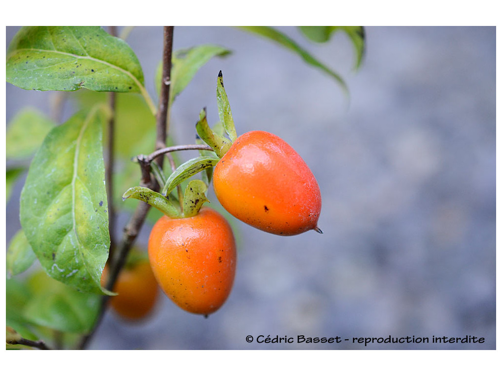 DIOSPYROS RHOMBIFOLIA
