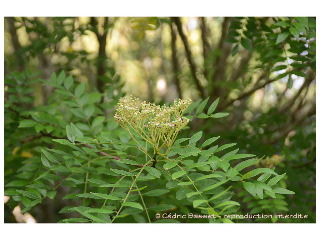 ZANTHOXYLUM SCHINIFOLIUM