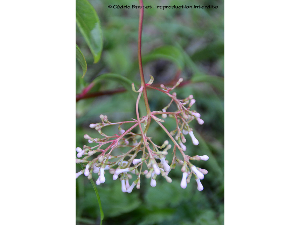 VIBURNUM OLIGANTHUM 'KYO KANZASHI'