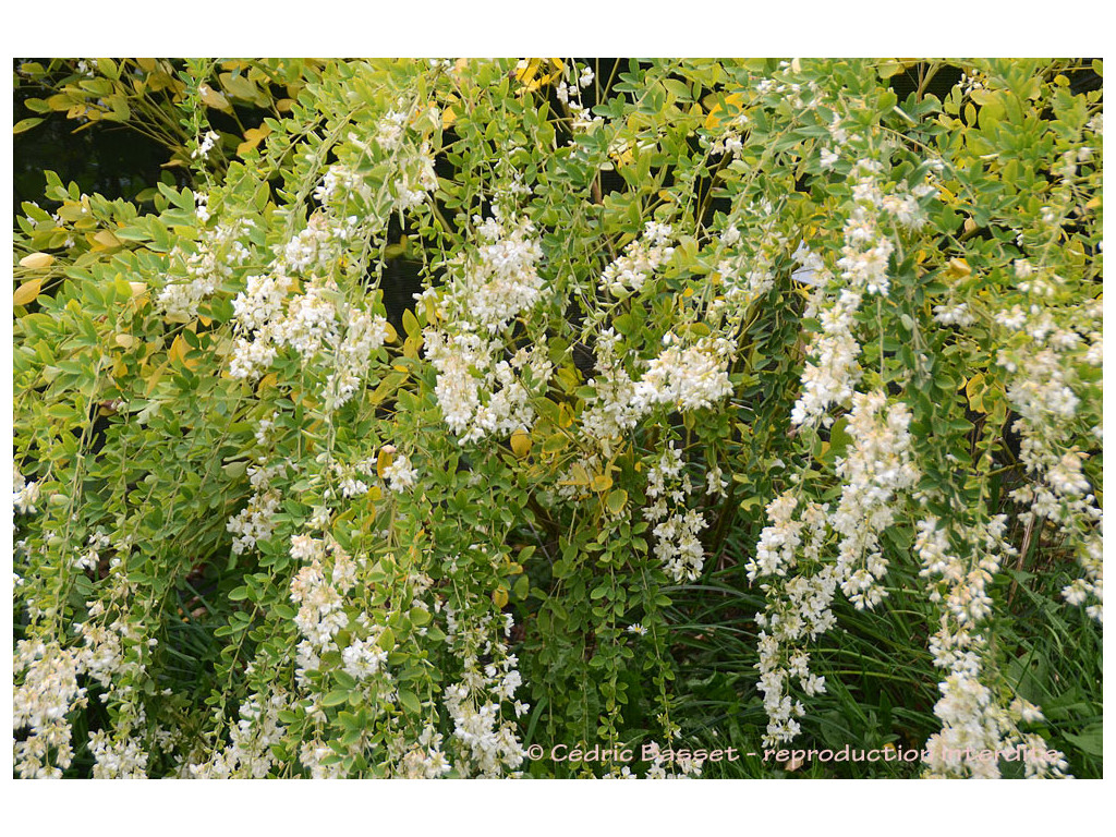 LESPEDEZA THUNBERGII 'WHITE FOUNTAIN'