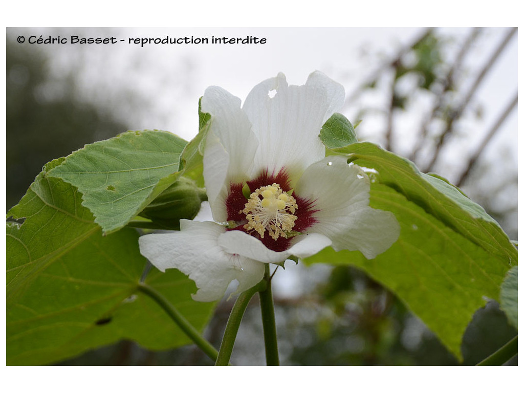 HIBISCUS PARAMUTABILIS