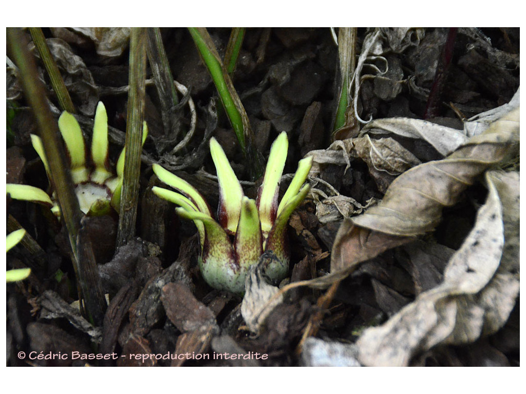 ASPIDISTRA LONGILOBA
