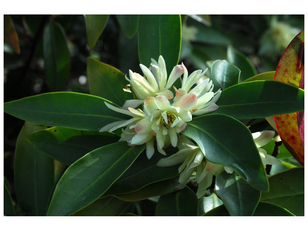 ILLICIUM ANISATUM