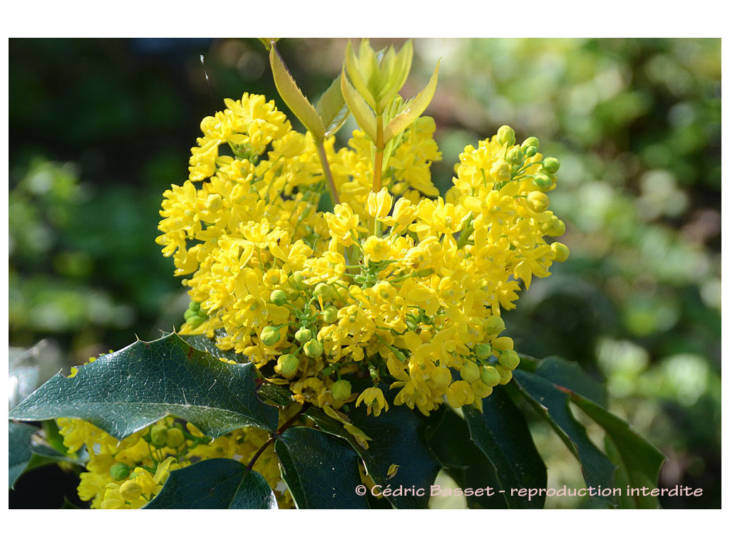 MAHONIA REPENS