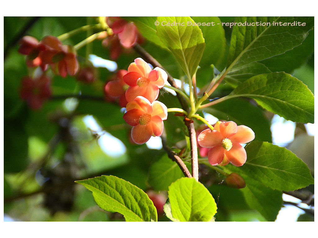 SCHISANDRA RUBRIFLORA x GRANDIFLORA