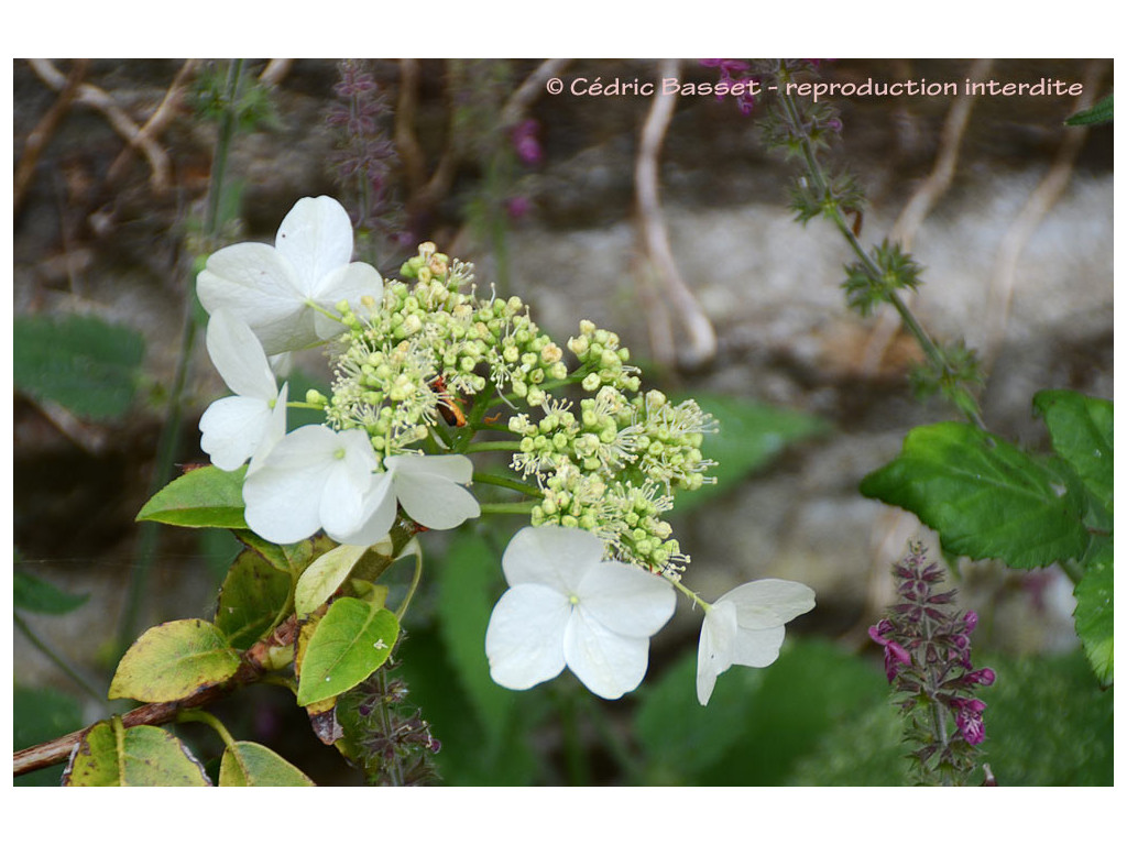 HYDRANGEA x SEMIOLA