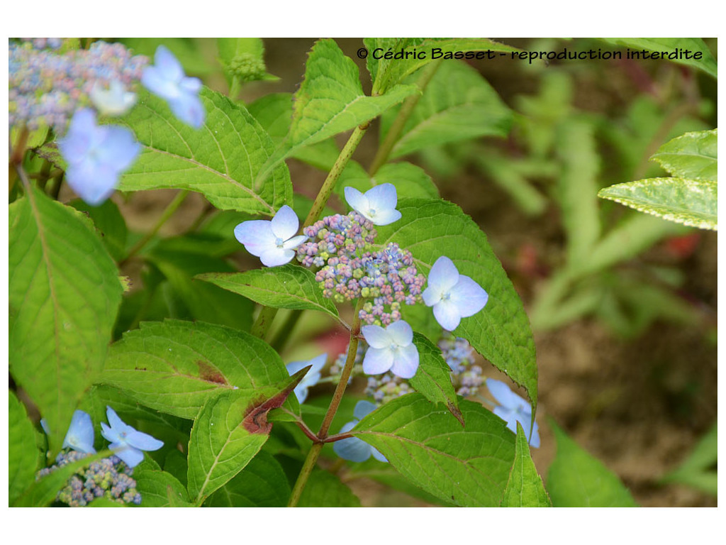 HYDRANGEA SERRATA 'MIRANDA'