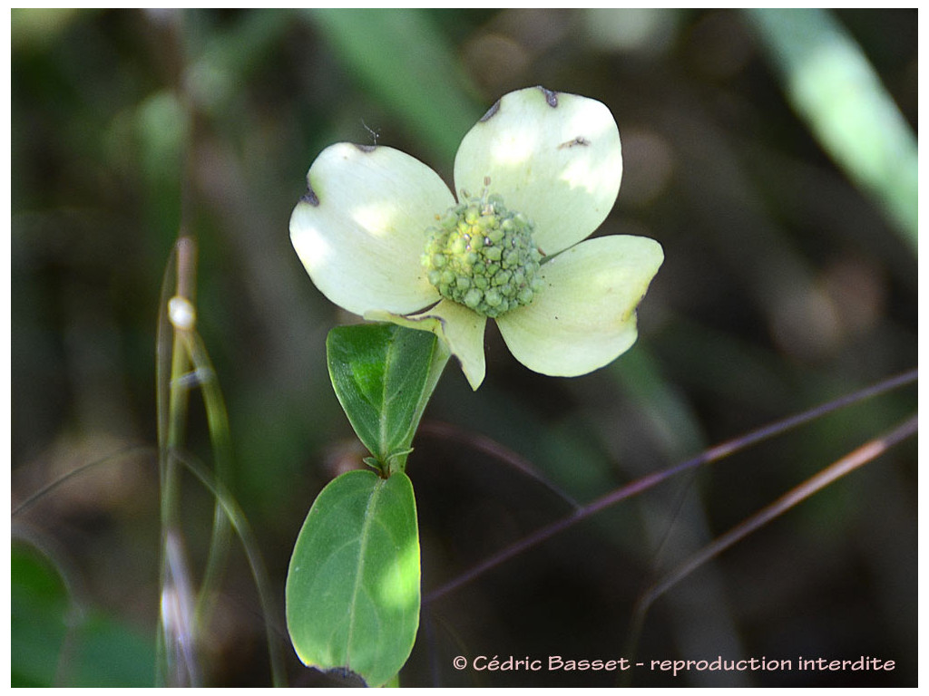 CORNUS CAPITATA 'MOUNTAIN MOON'