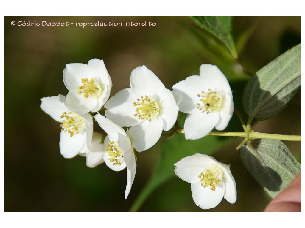 PHILADELPHUS TOMENTOSUS TDA417