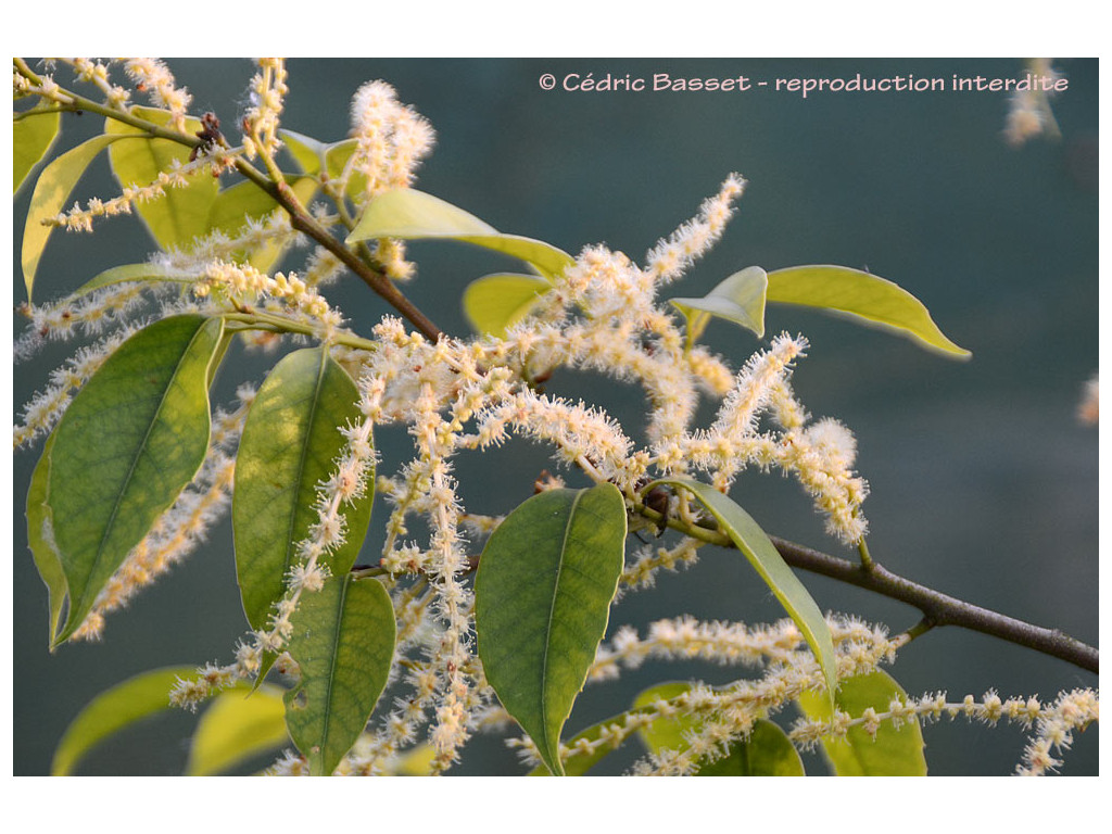 CASTANOPSIS sp. Chine W/O-9271