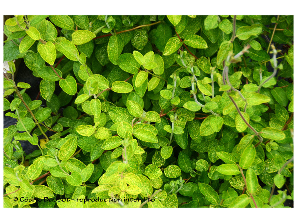 LONICERA JAPONICA 'MITO' CBMR2228