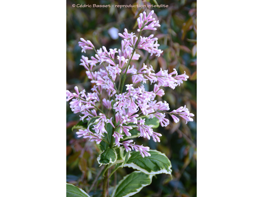 SYRINGA WOLFII 'JACKOBSEN'S DELIGHT'