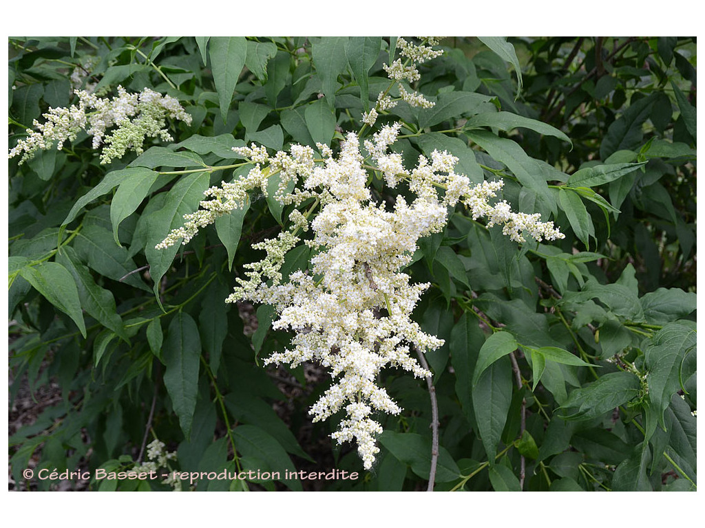 SYRINGA FAURIEI