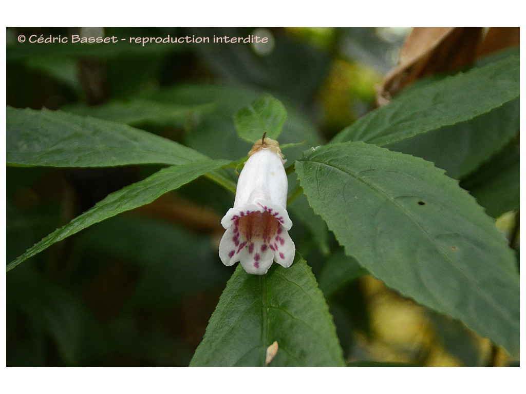 HEMIBOEA BICORNUTA CMBJP1523