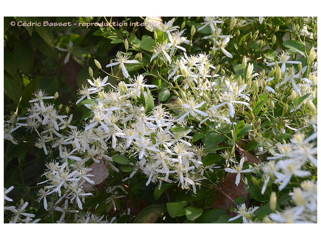 CLEMATIS TERNIFLORA CBJP2070