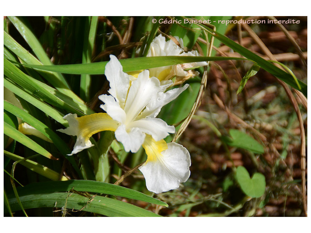 IRIS BULLEYANA x SIBIRICA